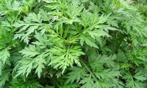  Phụ nữ đắp “ngải cứu” lên rốn trước khi đi ngủ, nửa tháng sau có 3 thay đổi đáng ngạc nhiên