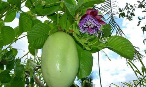 Cô gái review thứ trái cây lạ: Nhìn vừa giống chanh leo vừa giống dưa