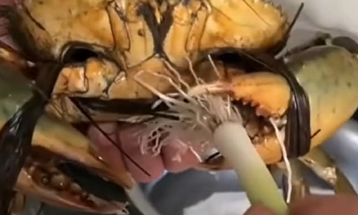 Gia chủ khoe 'bộ dao' độc lạ dùng để cắt rễ hành khiến ai xem cũng phải bái phục