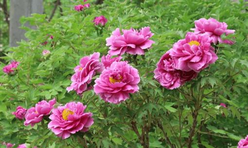 Những người sinh vào 7 ngày này dù thuộc con giáp nào cũng không thể thoát khỏi cuộc sống giàu sang quyền quý