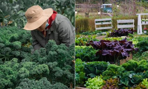 Khoe vườn rau Oganic xanh mướt, chàng trai quế gốc An Giang chia sẻ bí quyết chăm sóc 