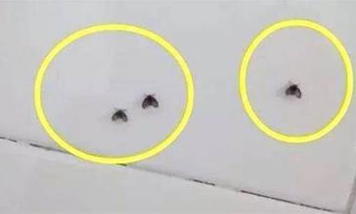 Những con bọ đen nhỏ trong phòng tắm lại xuất hiện, dạy bạn một mẹo nhỏ, sẽ không còn những con bọ nhỏ bay ở nhà nữa, đơn giản rất thiết thực