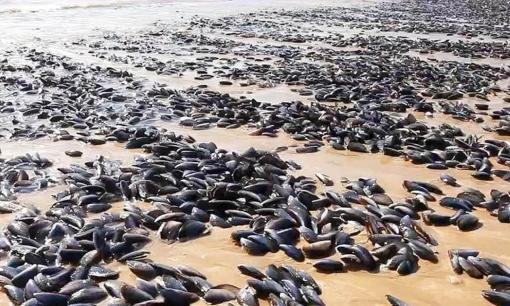 Thức ăn mà người châu Phi thà nhịn đói còn hơn ăn đã trở thành mặt hàng xa xỉ ở nước khác và được du khách yêu thích