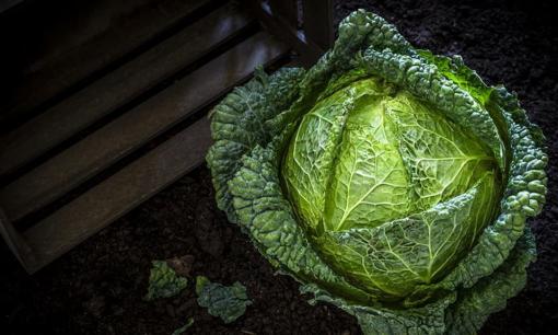 5 loại thực phẩm chứa nhiều vitamin K, tốt cho máu và xương của bạn