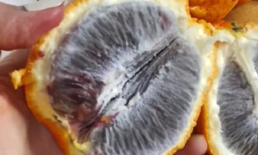 Mua được túi cam về bóc ra tưởng bị thối, cô gái suýt mang ném đi món 'đặc sản' hiếm