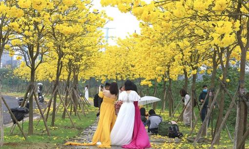 Đường hoa phong linh đẹp mê hồn giữa lòng Hà Nội khiến hội chị em đua nhau đến 'check-in'