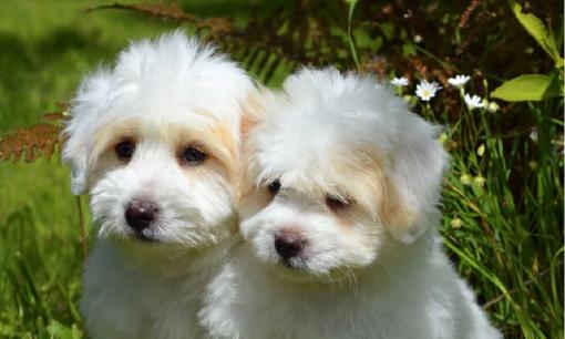 Những con giáp sinh ngày 16 tháng 2 âm lịch, tức thứ 6 ngày 18 tháng 3 dương lịch có những điềm lành gì?