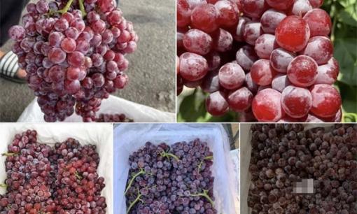Mẹo nhận biết nho bị ngâm hóa chất độc hại, tránh gây hại cho sức khỏe