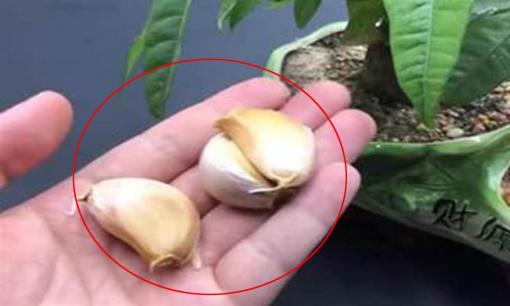 Bạn không cần mua phân bón để trồng cây cảnh, chỉ cần rắc một ít vào chậu, không bị vàng lá và không bị thối rễ, hiệu quả hơn cả phân bón