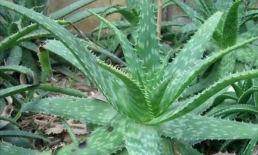 Nha đam tuy tốt nhưng không thích hợp cho bà bầu, dễ gây sảy thai 