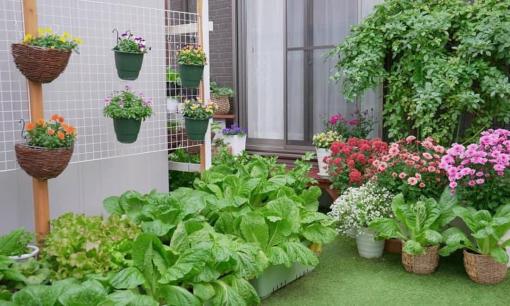 Mẹ đảm cải tạo khoảng sân 30 m2 đầy sỏi đá thành khu vườn xanh mướt, chỉ tận dụng thứ nhà nào cũng có nhưng thường bỏ đi này