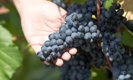Nho Malbec – Sự thật thú vị về giống Nho Argentina
