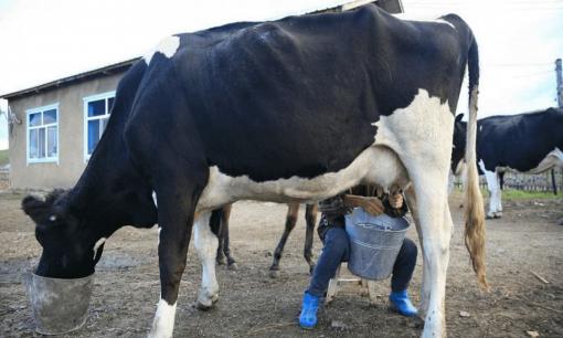 Ưu nhược điểm của 4 loại sữa, bạn đã chọn đúng chưa?