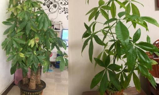 Tôi phải làm gì nếu lá cây chuyển sang màu vàng, hãy sử dụng 2 thứ nhỏ này để lá cây xanh tươi trong một tuần!