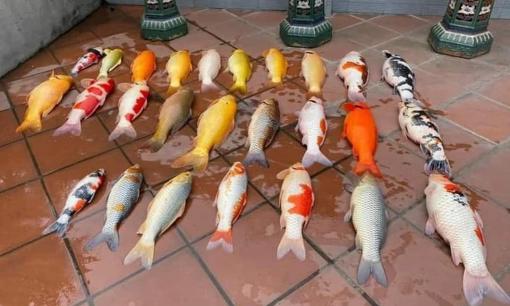 Đàn cá Koi gần tỷ đồng chết ngửa bụng chỉ sau một đêm, hình ảnh khiến dân tình tiếc ngẩn ngơ