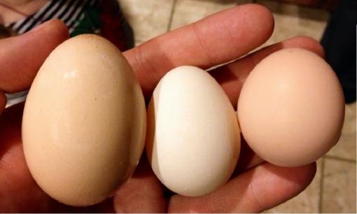 Trứng được chia thành cỡ lớn, vừa và nhỏ. Vị ngon nhất không phải loại lớn nhất, đầu bếp tiết lộ trứng nào sẽ ngon và bổ nhất