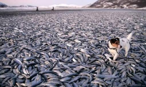 Đất nước thường có đàn 'cá lạ' hàng trăm nghìn con dạt vào và nằm la liệt trên bãi biển! Vì sao không ai vớt về?