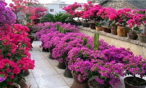 Cây hoa giấy tưới 'hai bước', điều tiết nước và tưới đúng thì hoa mới chen chúc nhiều