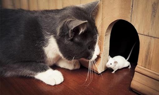 Tử vi 12 con giáp thứ 3 ngày 12/4/2022: Tuổi Mão làm gì cũng đạt được kết quả như ý, Tý cần đề phòng tiểu nhân