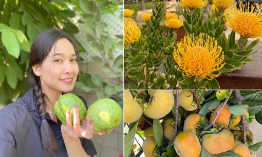 Hoa hậu Dương Mỹ Linh khoe vườn nhà 'trăm hoa đua nở', cây sai trĩu trái ở Mỹ 