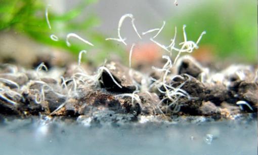 'Bọ trắng' xuất hiện trong bể cá, đừng xem nhẹ! Hướng dẫn bạn cách để loại bỏ