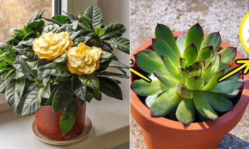 7 loại cây mà gia đình nào cũng nên trồng ở quanh nhà, không chỉ đẹp mà còn giúp cải thiện sức khỏe