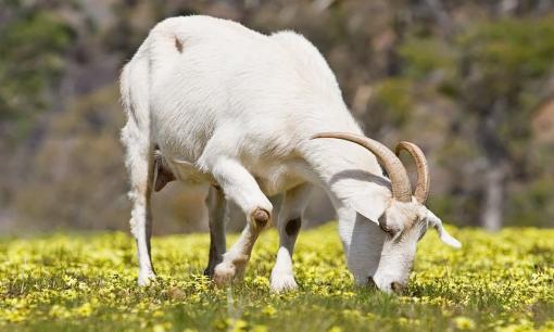 3 con giáp kiên cường bậc nhất, vượt mọi chông gai năm 2022, đến cuối năm dễ đổi vận, cuộc sống lên tầm cao mới