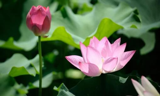 Nếu một người có “ba tính tốt” sau đây thì vận may không ở đâu xa với bạn, hãy xem bạn có không?