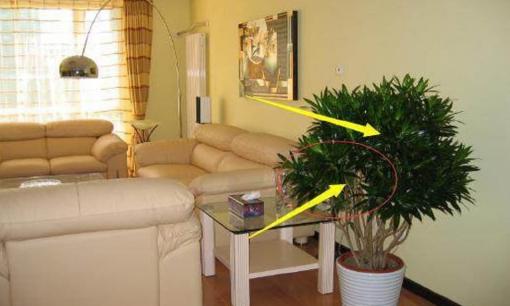 Cây xanh đặt ở những nơi này trong nhà, chuyên gia phong thủy nói “thông minh”, phú quý không còn xa!