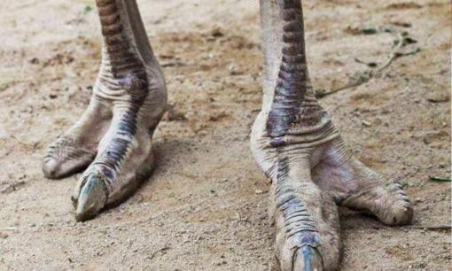 Một cư dân bộ lạc ở châu Phi có 'bàn chân đà điểu' và được gọi là 'người đà điểu'