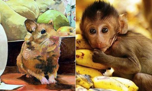 Tử vi 12 con giáp chủ nhật ngày 8/5/2022: Tuổi Tý gặp may mắn về tài lộc, Thân nguy cơ mất tiền hao của