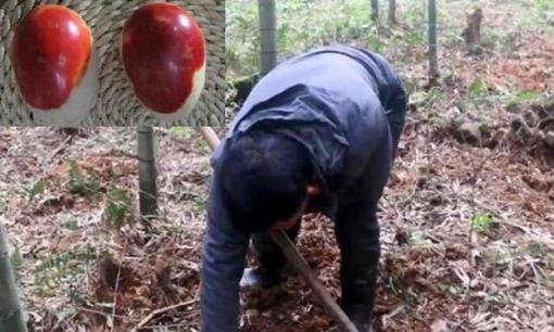 Lão nông vào núi hái rau và tìm thấy 2 quả 'trứng máu', sau khi giám định chuyên môn, ông được trả ngay tại chỗ số tiền khủng