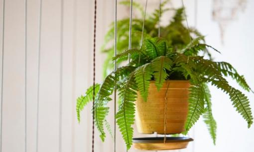 3 loại cây thích hợp cho phòng trẻ em, dễ sống và đẹp, kích thích trí tưởng tưởng của trẻ và giúp bé ngủ ngon