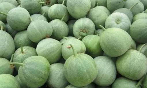 Chỉ cần nhìn qua rốn dưa là bạn có thể biết được dưa ngon hay không. Hãy nhớ 5 điểm, dưa sẽ giòn ngọt, phương pháp thực sự hiệu quả 