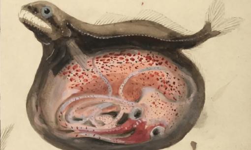 Cá dĩa đen: Kẻ ăn thịt 'đáng sợ' của tự nhiên, có thể nuốt chửng con mồi to hơn gấp 10 lần trọng lượng cơ thể của chính nó