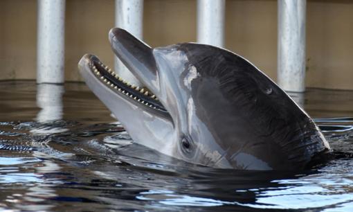 Động vật nào là thông minh nhất?