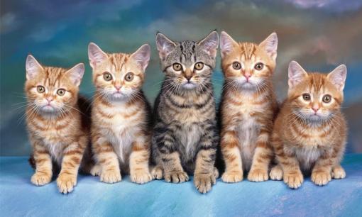 Người tuổi Mão sinh vào tháng nào thì luôn có thể chuyển vận xấu thành may mắn và gặp được nhiều quý nhân