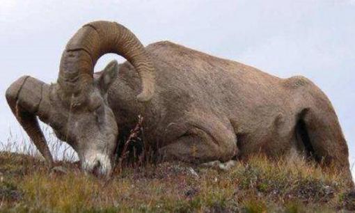 Tại sao hầu hết các loài động vật đều nằm sấp khi ngủ, trong khi con người lại nằm ngửa khi ngủ?