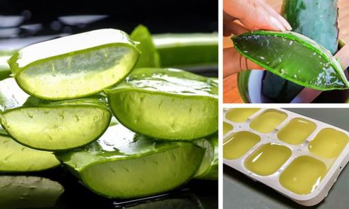 Nha đam có thể dùng làm gì và công dụng như thế nào? Đây là câu trả lời 