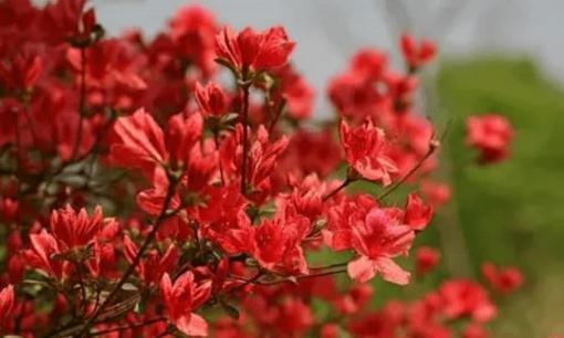 60 ngày tới, 3 con giáp làm đâu trúng đó, sự nghiệp tiến triển tốt về mọi mặt