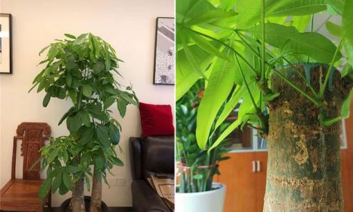 Trồng cây kim ngân, chôn 3 “nguyên liệu” này vào đất, rễ sẽ không thối, sinh trưởng mạnh và đâm chồi nảy lộc