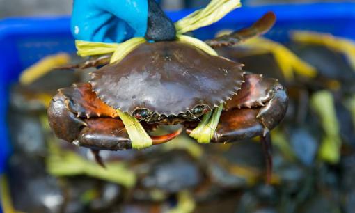 Bí quyết chọn cua biển ngon, biết mẹo này mua ở đâu cũng tìm được hàng chuẩn, không lo phí tiền