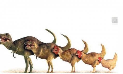 Cái nào có trước, quả trứng hay con gà? Hóa ra tất cả chúng ta đều sai, và các nhà khoa học đã tìm ra câu trả lời