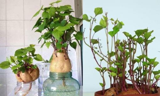 Một củ khoai lang trở thành một 'khu rừng nhỏ', để bàn rất đẹp mắt, ai cũng có thể trồng được