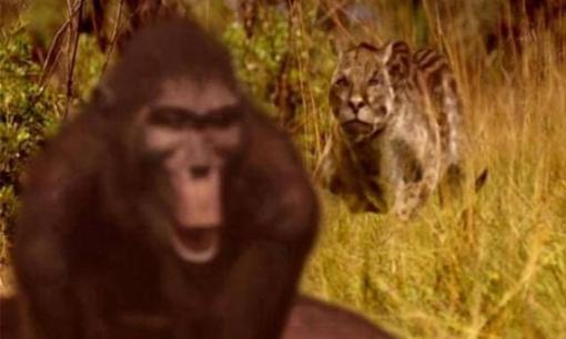 Loài động vật này ăn thịt người, và nếu nó không bị tuyệt chủng, con người có thể đã biến mất từ ​​lâu!