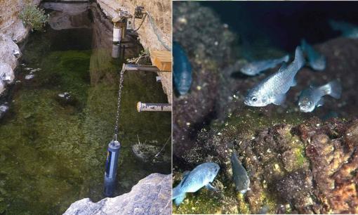 Loài cá đặc biệt, chỉ còn 38 con, sống ở Hố Quỷ, chi phí bảo tồn lên tới hơn 90 tỷ đồng