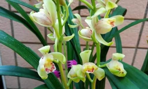 Phong lan 'thối rễ'? Hướng dẫn bạn cách giải quyết, hãy làm tốt 2 'bước' này, rễ mới sẽ tiếp tục phát triển