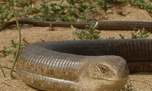 Con vật trông giống 'rắn' nhất, sẽ vỡ tan như thủy tinh khi gặp kẻ thù, sau đó nhân cơ hội chạy trốn