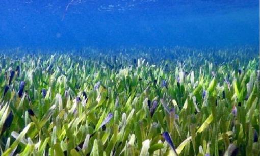 Thực vật lớn nhất thế giới được tìm thấy trên bờ biển Úc đã sống 4.500 năm 