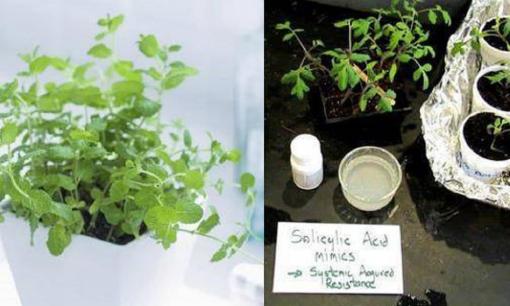 Sử dụng 3 loại 'chất thải' này cho hoa, hoa sẽ nhanh lớn và bung nở